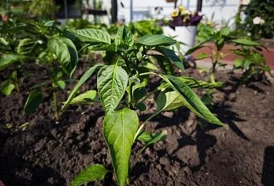 Первая подкормка перцев и баклажанов после высадки в грунт: сделай так и устанешь собирать урожай