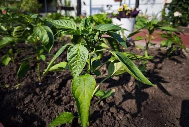 Первая подкормка перцев и баклажанов после высадки в грунт: сделай так и устанешь собирать урожай