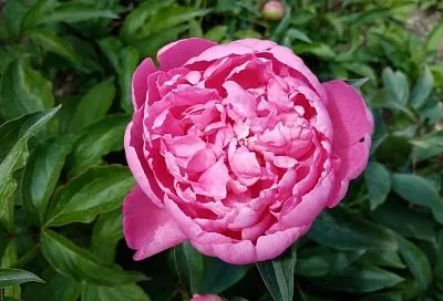 В конце августа сажаем пионы: выбираем лучшие сорта и простую, но грамотную технику