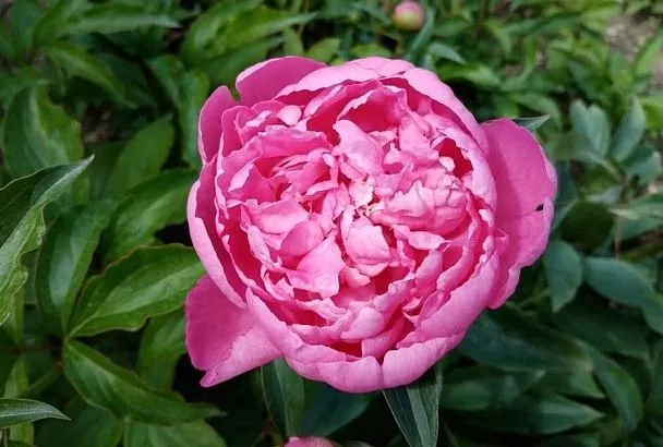 В конце августа сажаем пионы: выбираем лучшие сорта и простую, но грамотную технику