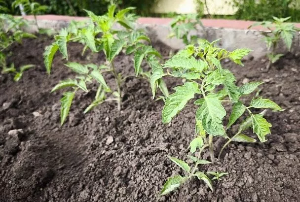 10 худших мест для посадки рассады томатов: где не стоит сажать помидоры, если хотите урожай