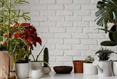 Пять причин, из-за которых ваши любимые комнатные растения могут засыхать и сбрасывать листья