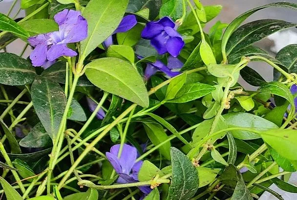 Сажаю барвинок от гипертонии: Как декоративное растение стало моим природным лекарем