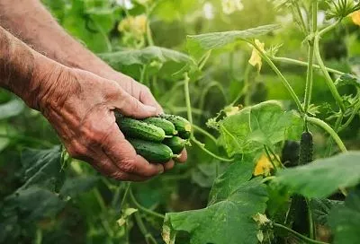 Собираю первые огурцы уже к лету: лучшие ранние сорта, сроки и рассада от Кизимы