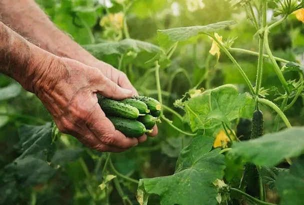 Собираю первые огурцы уже к лету: лучшие ранние сорта, сроки и рассада от Кизимы