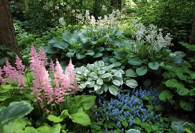 Что посадить в тени: 5 надёжных растений для тенистого уголка сада