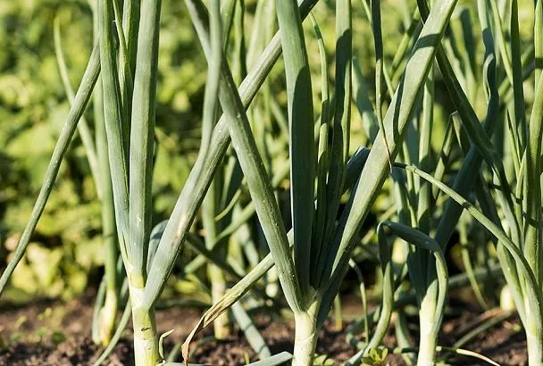 29 июня — луку обязательно: 3 народных способа спасти урожай 2025 от луковой мухи