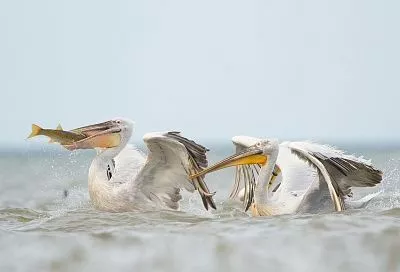 Редкие виды птиц прибыли на зимовку в природный парк «Анапская пересыпь»