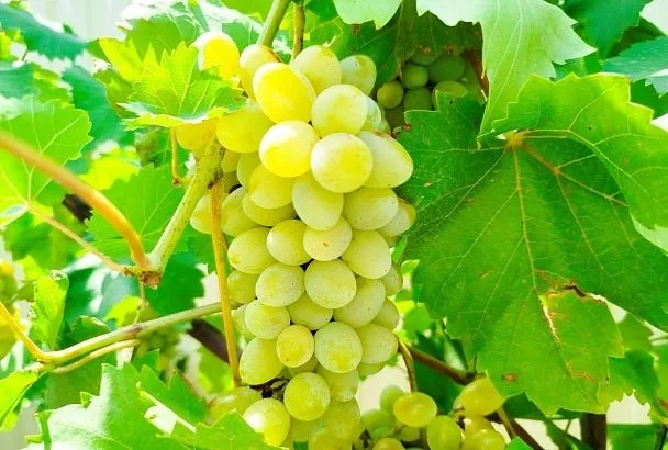 Сильная жара в Краснодарском крае может негативно отразиться на объемах производства вина  