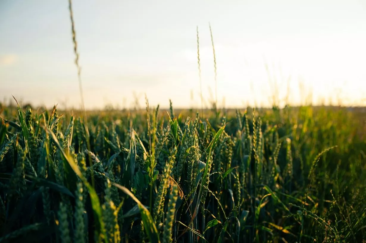 Кубанские аграрии из пострадавших от засухи районов получат компенсации за покупку семян