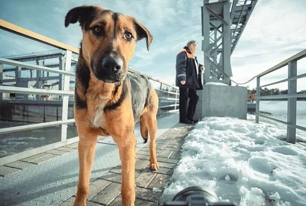 В Краснодаре проведут отлов бездомных собак