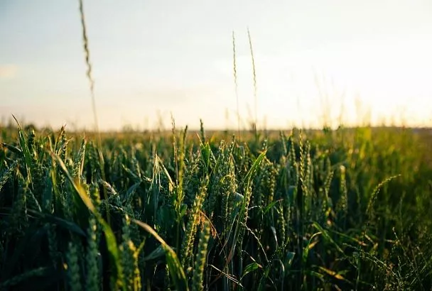 Кубанские аграрии из пострадавших от засухи районов получат компенсации за покупку семян