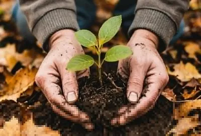 Рано или поздно: до какого времени можно сажать растения осенью?