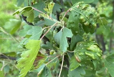 Собрал урожай и забыл: почему у смородины и крыжовника сохнут листья после плодоношения