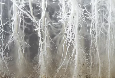 Арабский метод укоренения черенков: из бутылки с песком — множество новых растений