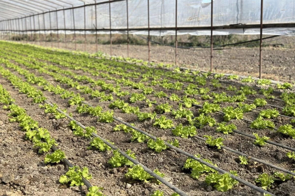 Мигранты-нелегалы выращивали овощи в теплицах на Кубани