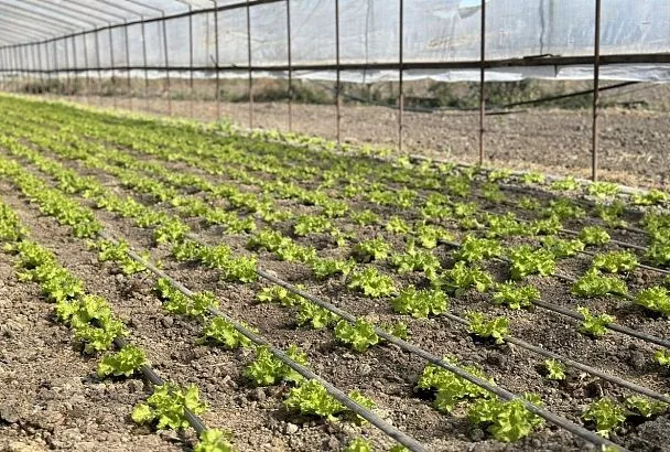Мигранты-нелегалы выращивали овощи в теплицах на Кубани