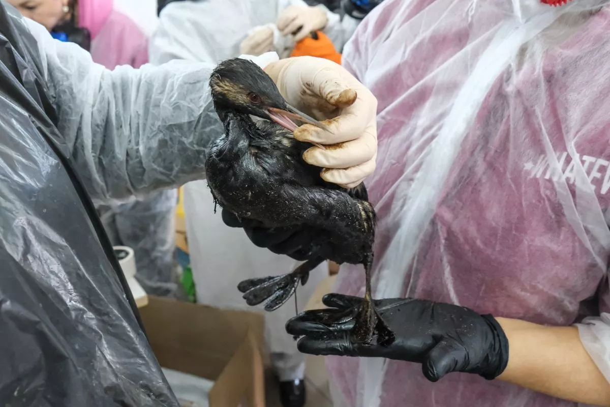 Более 200 погибших и измазанных в нефтепродуктах птиц обнаружили на побережье Анапы 