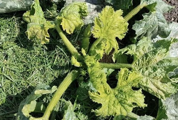 Если курчавятся листья и появляются пятна: чем болеют кабачки и можно ли их вылечить