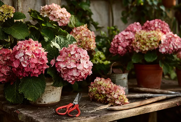 Обрезка крупнолистной гортензии: мифы и секреты пышного цветения