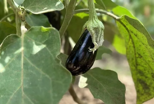 Как посадить рассаду баклажанов в грунт и собрать рекордный урожай: инструкция от опытных огородников