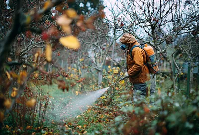 Искореняющая обработка сада осенью: советы эксперта