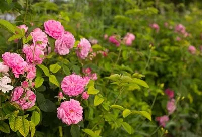 Как черенковать розы в ноябре и декабре: секреты 100% приживаемости