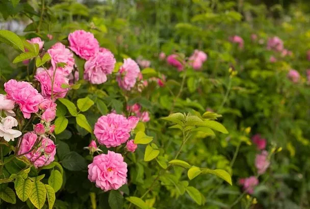 Как черенковать розы в ноябре и декабре: секреты 100% приживаемости