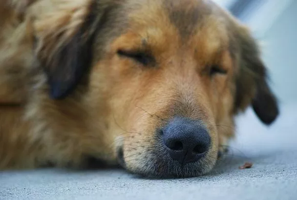«Хотел облегчить мучения после отравления». Мужчина до смерти забил палкой собаку под Краснодаром