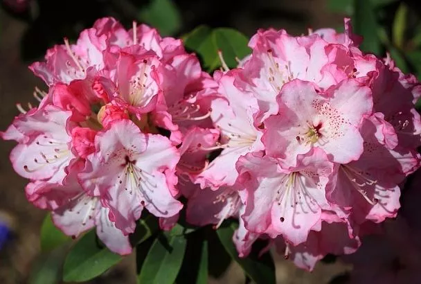 Ох уж эти рододендроны: причина пожелтения листьев, о которой мало кто знает