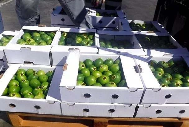 Через порт Новороссийска пытались незаконно провезти 20 тонн лайма из Египта