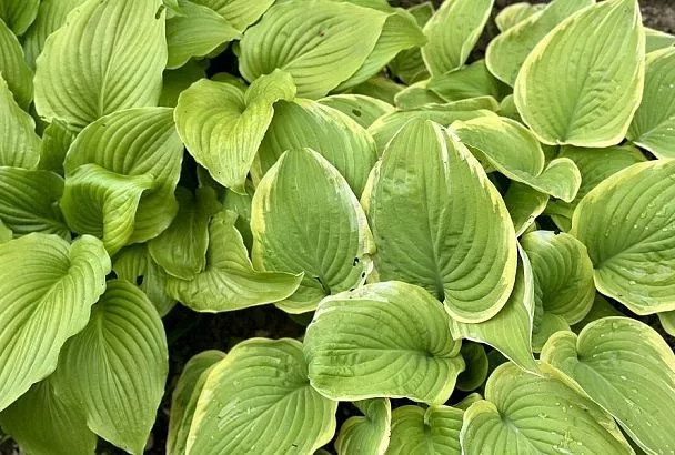 Обрезать хосту осенью: почему это необходимо сделать и от каких неприятностей защищает