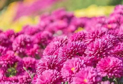 Астры в этом году просто нереальные! Как сохранить их красоту осенним уходом 