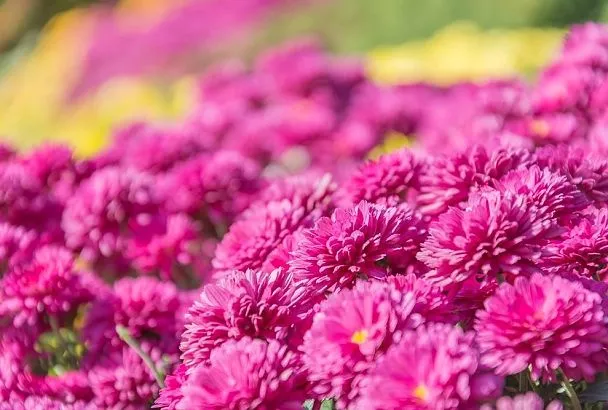 Астры в этом году просто нереальные! Как сохранить их красоту осенним уходом 