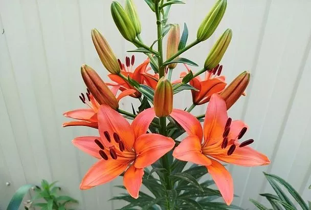 5 причин сажать лилии именно весной: беспроигрышный вариант, в котором кроется секрет пышного цветения