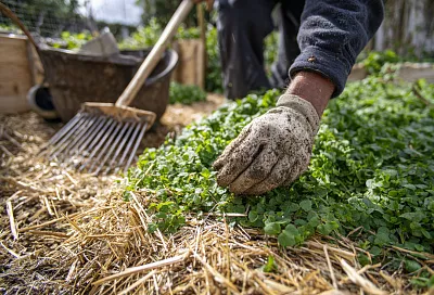 Как избавиться от мокрицы на грядках навсегда: два проверенных способа