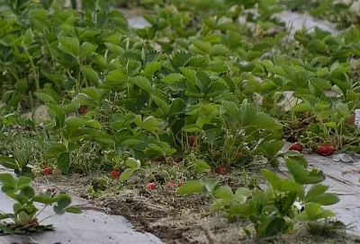 Подкормка клубники в сентябре: как подготовить ягоду к зиме