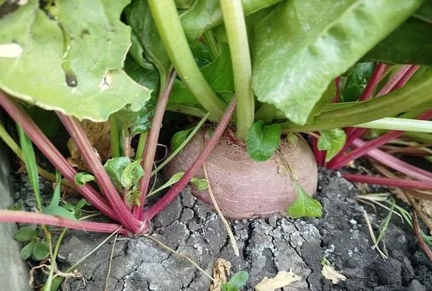 Доломитовая мука – недооцененное сокровище: чего вы не знали об этом удобрении?