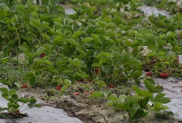 Подкормка клубники в сентябре: как подготовить ягоду к зиме