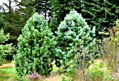 Секрет идеальной дачи: хвойные растения, которые не ранят, не капризничают и живут полвека