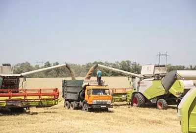 Кубань вышла в поле за большим хлебом