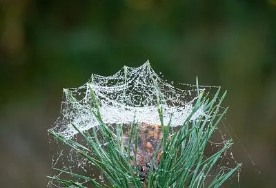 Клещ может навредить не только человеку, но и растениям