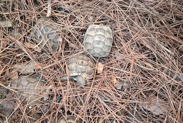 Программа по восстановлению популяции черепахи Никольского стартовала в Краснодарском крае