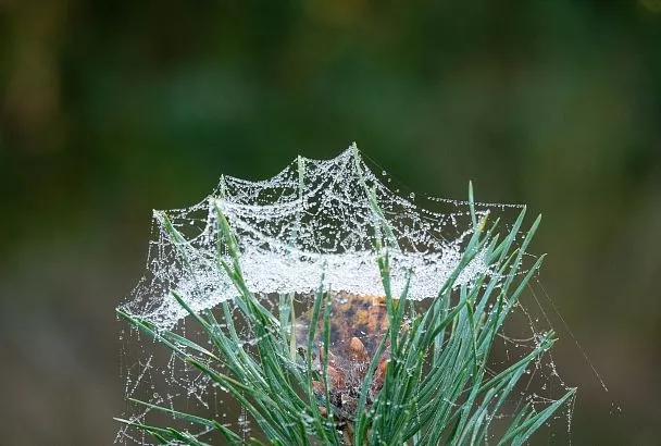 Клещ может навредить не только человеку, но и растениям
