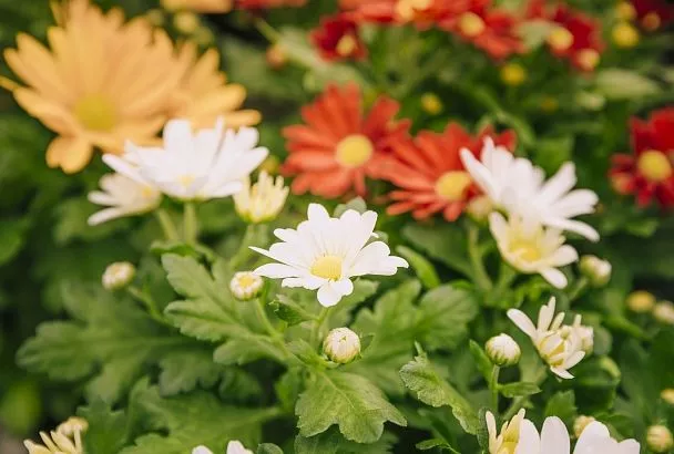 Пестики и тычинки: как помочь цветам опылиться