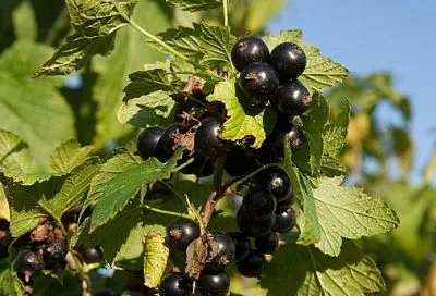 Ограбит и не задумается: черная смородина может оставить вас без урожая вишни и сливы