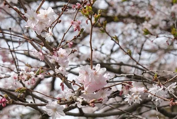 День сравняется с ночью: когда в 2026 году наступит астрономическая весна