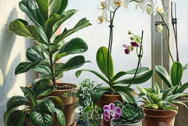Зимняя забота: как сохранить здоровье и красоту ваших комнатных растений