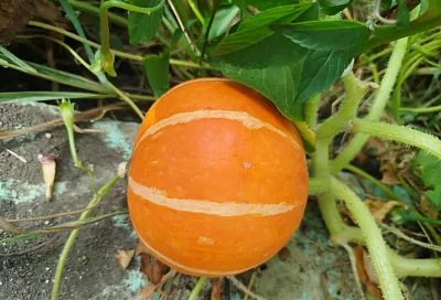 Сажаем боком: простой секрет радикального улучшения всхожести тыквы и арбузов