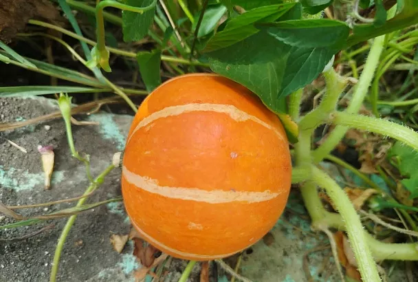 Сажаем боком: простой секрет радикального улучшения всхожести тыквы и арбузов